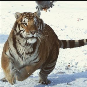 Meet your Posher, Clay